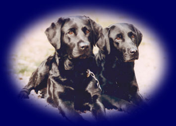 Our first labradors Dadda & Atess