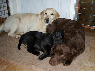 Vera, Saga & Mia