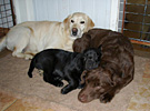 Vera, Saga & Mia