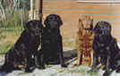 Husets g�ng p� 90-talet