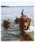 Kahlua with kids