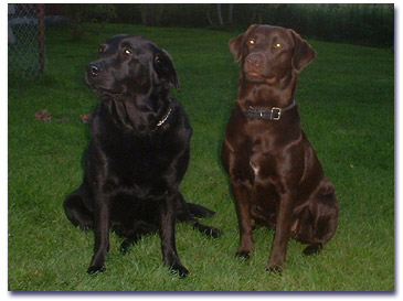 CH Lillimar's Midnight Sun & Lillimar's Take a Chance on Me