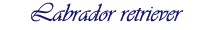 Rubrik: Labrador retriever