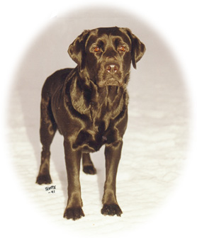 Lillimar's Black Russian For Me