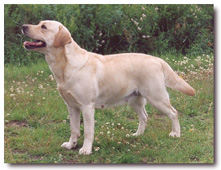 Attikonak Nicer Than Nice Lillimar