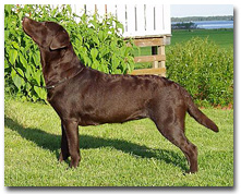 Lillimar's Dark Chocolate Comtesse