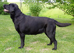 Lillimar's Eleonor Rigby 