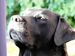 Lillimar's Eleonor Rigby 